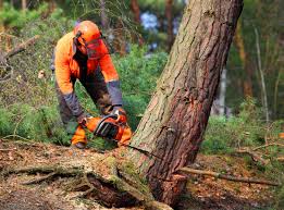 Reliable Lionville, PA Tree Removal and Landscaping Services Solutions